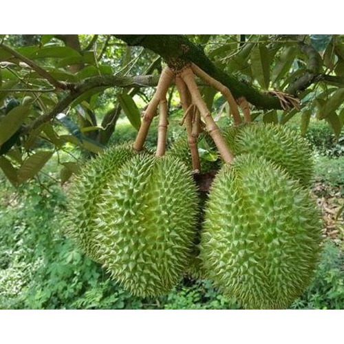 Cây giống Sầu riêng Dona (Monthong Thái Lan cơm vàng hạt lép) tại Viện  Eakmat Tây Nguyên | Cây giống nông nghiệp DakLak