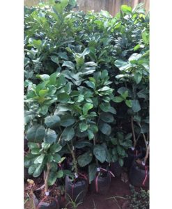 bưởi da xanh ruột hồng