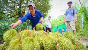 Vườn sầu riêng vào mùa thu hoạch, trái to và đều